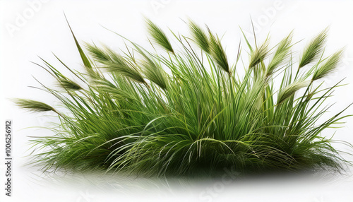 A green grass with a white background