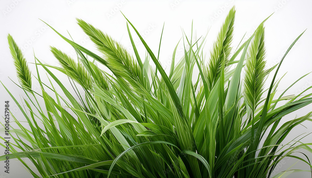 Fototapeta premium A green grass with a white background