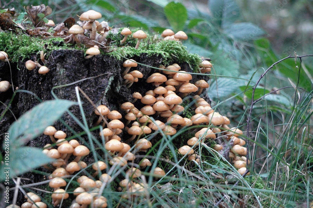 Mushrooms raw big group of honeydew on tree. growing food, collecting in autumn forest, close up, selective focus Mushrooms raw big group of honeydew on tree. growing food, collecting in autumn forest, close up, selective focus
