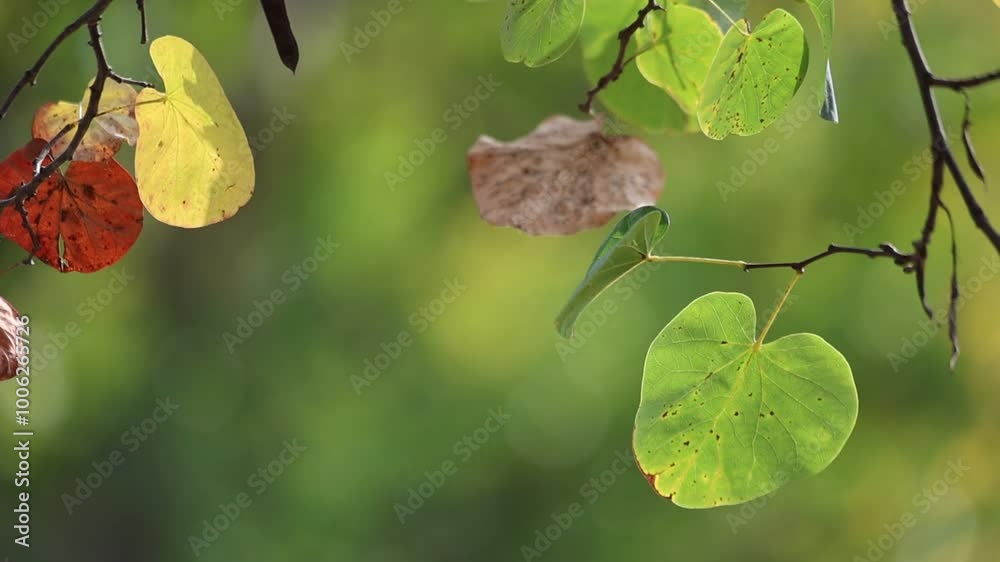 leaves of judas tree (Cercis siliquastrum) with a beautiful backlight