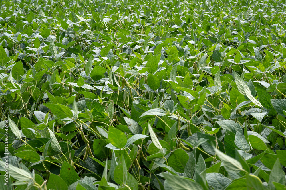 Soya beans in a field Soya beans in a field