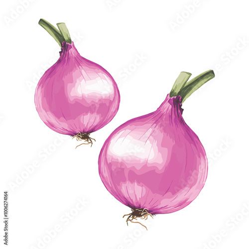 onion in watercolor illustration style, isolated vector on white background