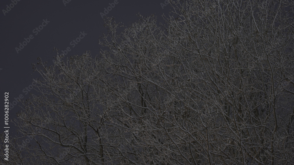 Obraz premium 冬の雪の積もった樹木を夜に撮影