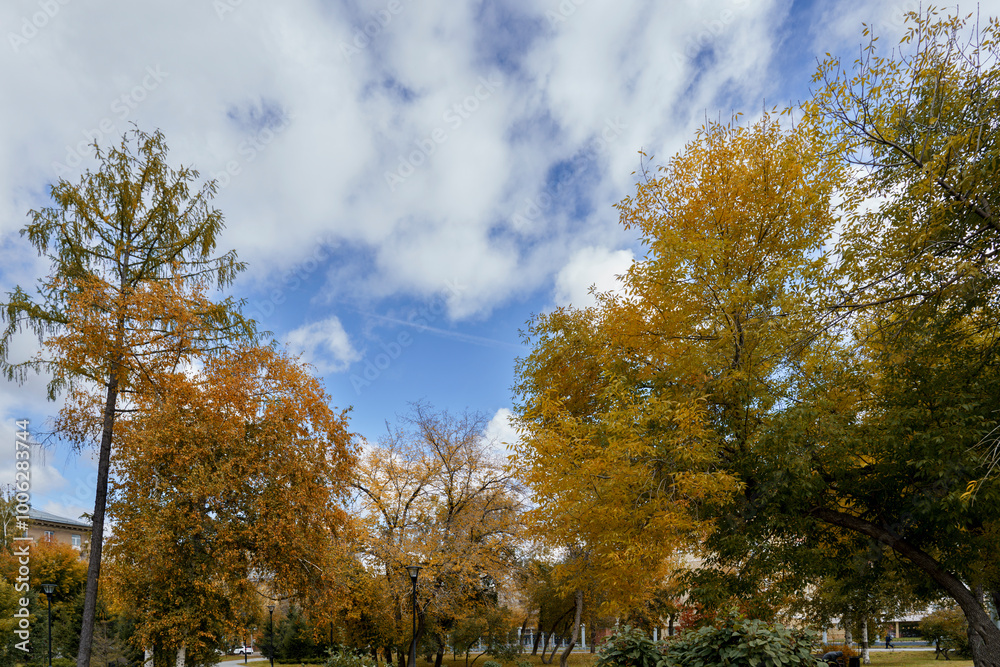Fototapeta premium autumn trees with colorful leaves in the city park, autumn clear day