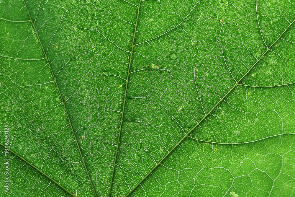 Fototapeta premium Green leaf detail background