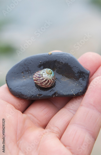 Steromphala umbilicalis, or the flat top shell. Displayed over my hand photo
