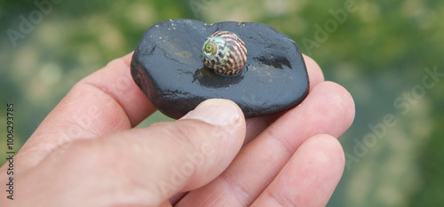 Steromphala umbilicalis, or the flat top shell. Displayed over my hand photo
