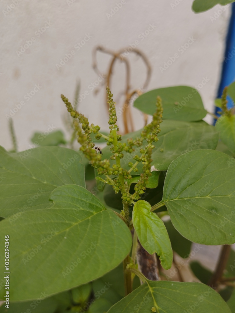 Amaranth Invasive Black Ant Eating Green amaranth Amaranthus hybrids in flower. Plant in ...
