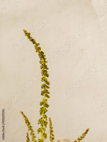 Close up Green amaranth Amaranthus hybrids in flower. Plant in the family Amaranthaceous growing as an invasive weed. photo