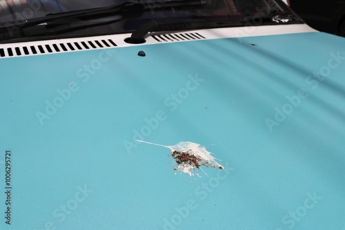 Pigeon bird poop on blue car hood photo