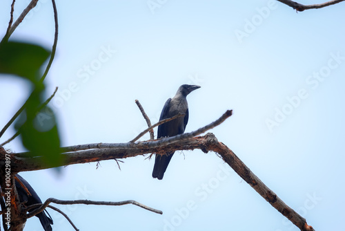 bird on a branch