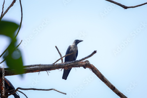 bird on a branch