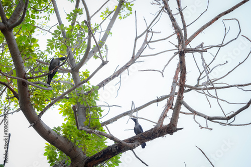 bird on tree