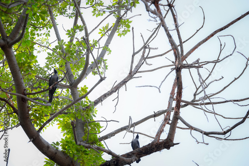 branches of a tree