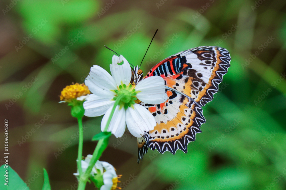 Obraz premium Close-up beautiful-eyed butterfly with orange wings and a beautiful pattern on a white flower in a natural rainy season forest green background