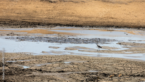 Quadro su tela a drying waterhole in Kruger National Park