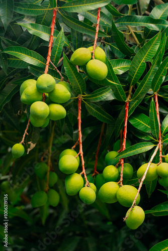 Young Mangoes Hanging on Branches with Lush Leaves