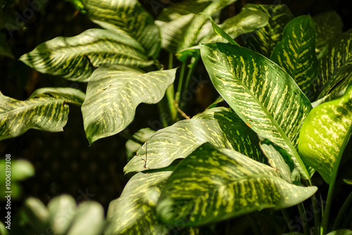 Lush Green Dieffenbachia Leaves with Natural Patterns