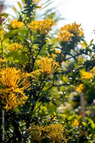 Yellow Ixora flowers in Lush Garden Setting