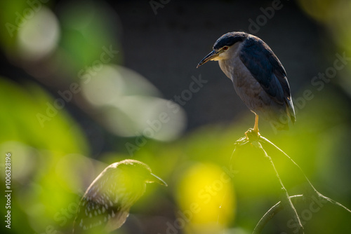 Black-crowned Night Heron in nature