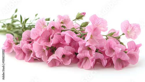 Wallpaper Mural a group of pink flowers
 Torontodigital.ca