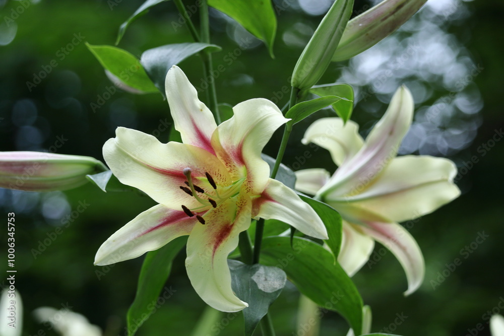 純潔を象徴する花 純潔を象徴する花