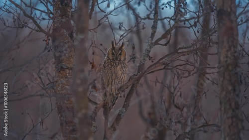 A long-eared owl sits on a branch and looks around.