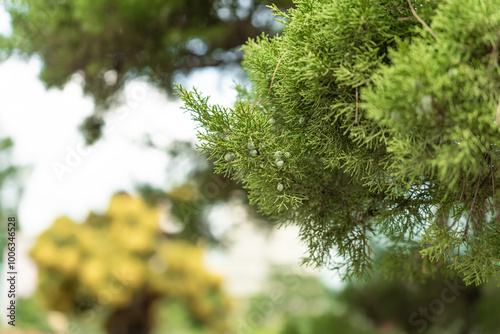 Juniperus chinensis or Chinese juniper, Shimpaku popular ornamental tree or shrub for gardens,parks photo