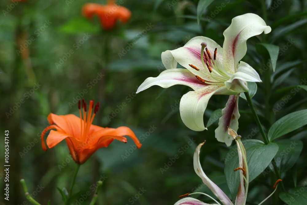 Obraz premium 純潔を象徴する花