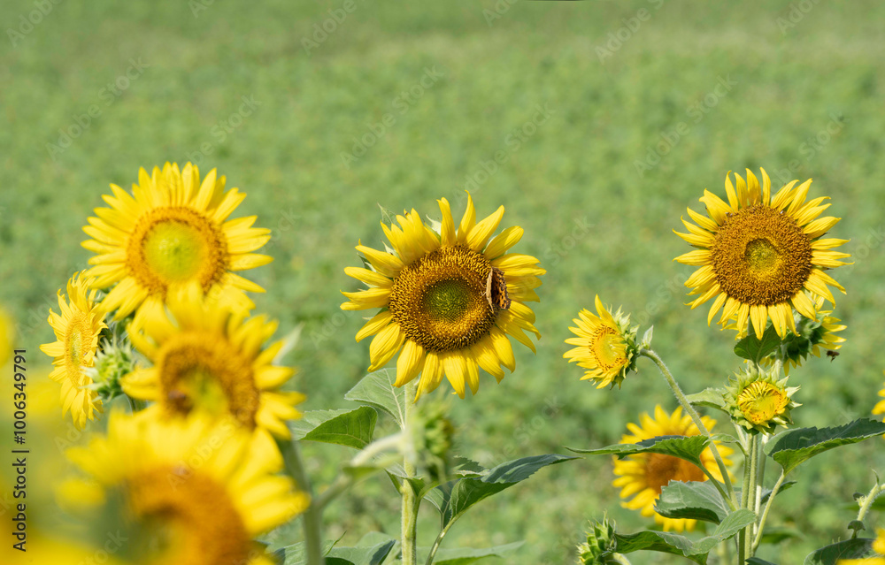 해바라기꽃이 노랗게 핀 아름다운 시골 농장 풍경