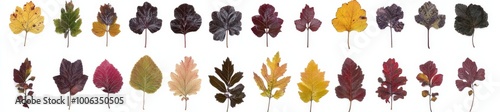 The autumn leaves are isolated on a white background. They are high resolution images.