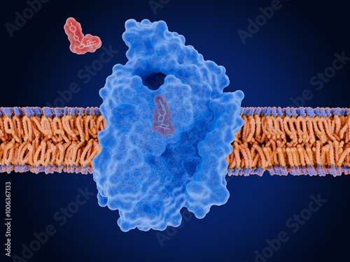 Sodium-glucose cotransporter 2 (SGLT2)  in complex with a inhibitor, which reduces blood glucose levels