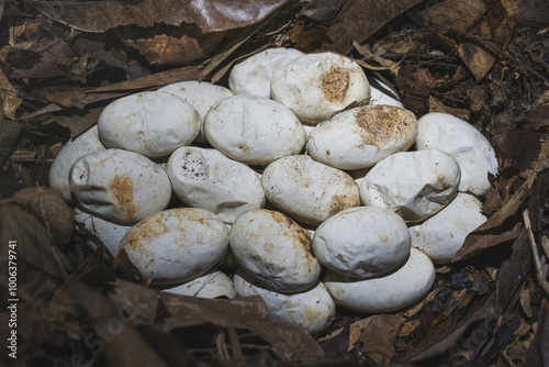 Snake egg nest in the natural forests of southern Thailand. Inside a pile of leaves containing king cobra eggs. Ophiophagus hannah. photo