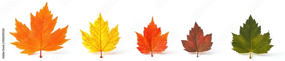 Autumn leaves with transparent or white backgrounds, png Autumn leaves with transparent or white backgrounds, png