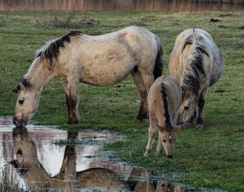 These Konik horses (Equus caballus var. konik) eat and drink together. These powerful animals can withstand extreme weather conditions. The left horse enjoys its impressive reflection in the water. photo