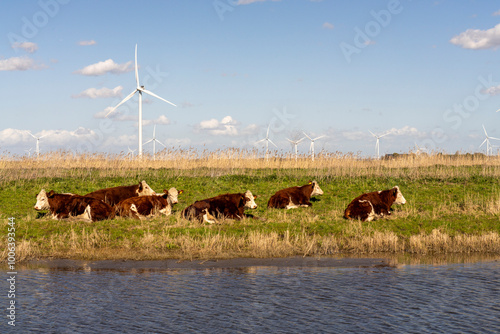 These Hereford cattle are ruminating in the Flevo polder and are one of the most independent breeds in the world. The Hereford cow can stay outside in summer and winter without any problems. photo