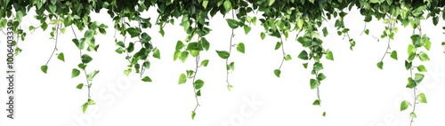 Green Ivy Vines.