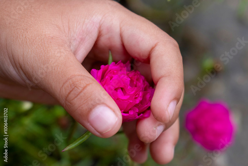 A closeup shot of a pink flower and hands, a symbol of love and care