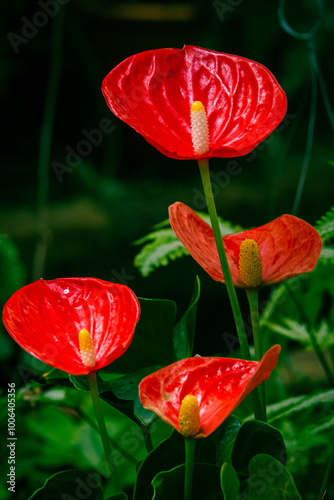 Flores de Spathiphyllum