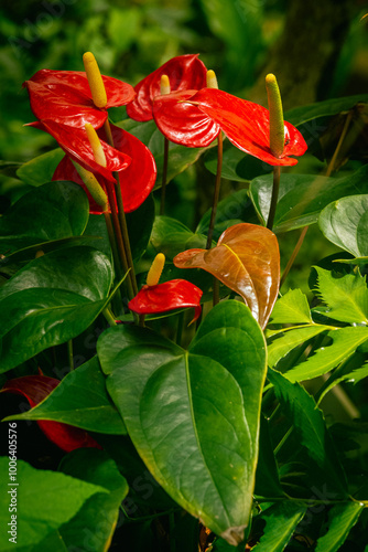 Flores de Spathiphyllum de color rojo