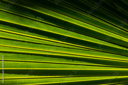 Textura de hoja de palma