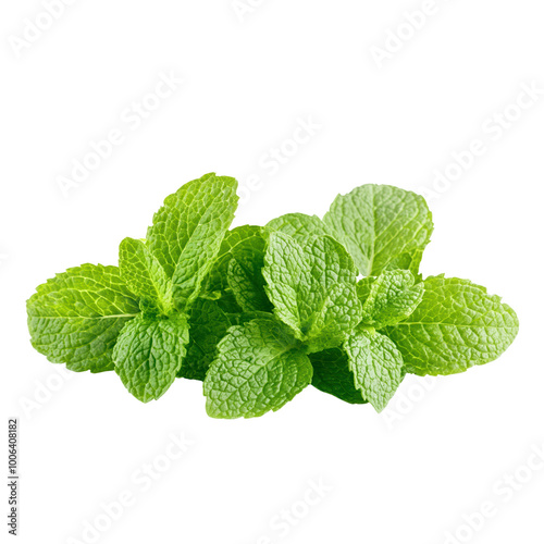 Fresh mint leaves on a transparent background