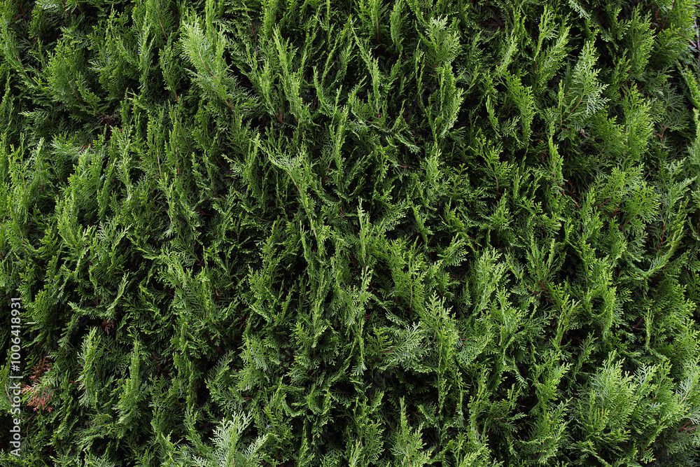 green texture background grass nature green texture background grass nature