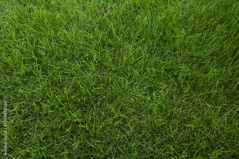 green texture background grass nature green texture background grass nature