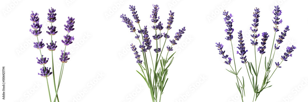 Obraz premium Set of a lavender flowers, isolated on a transparent background.