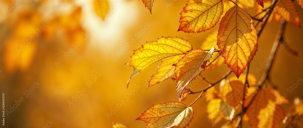 Autumn Leaves Bathed in Gold Autumn Leaves Bathed in Gold