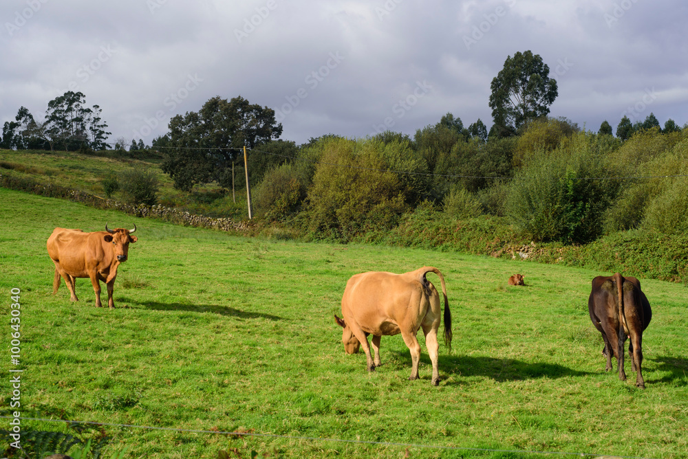Vacas marrones en ladera de Asturias
