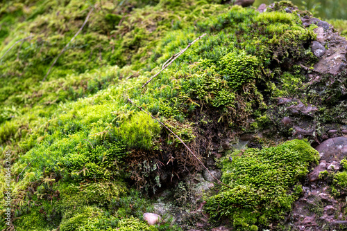 Texture de mousse recouvrant le sol forestier