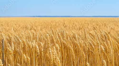 A vast field of tall, golden wheat stalks swaying gently in the breeze. The sky above is clear with a soft blue hue, suggesting a sunny day. The wheat stems are densely packed, with their rich golden 