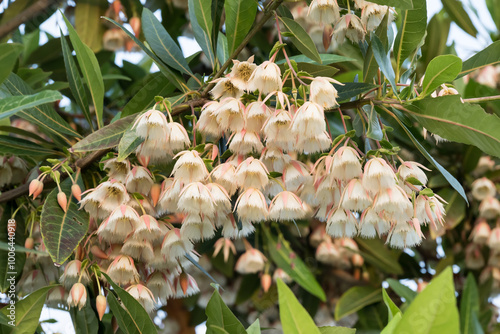 Beautiful Hainan Elaeocarpus (Elaeocarpus hainanensis) flowers. photo